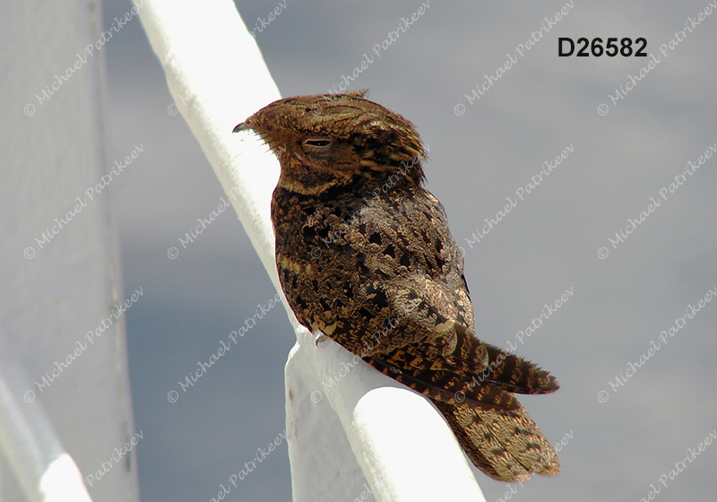 Chuck-will's-widow (Caprimulgus carolinensis)